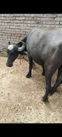 બેય ખડાયા વેશવાના સે