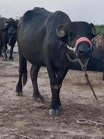 પેલા વેતરમાં ખડેલી છે