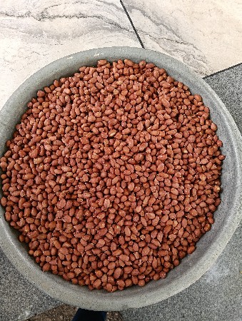 માંડવી નું બિયારણ