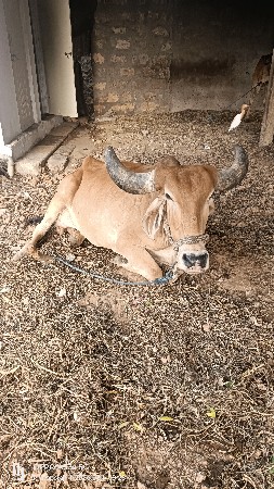 ગાય