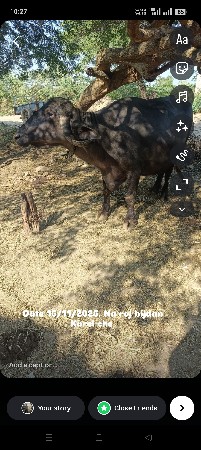 પારેટ ભેંસ વેચવાની છે