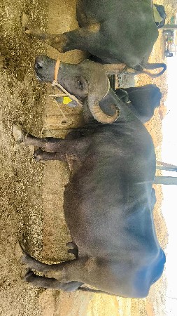 3  જૂ વેતર વીયાહે