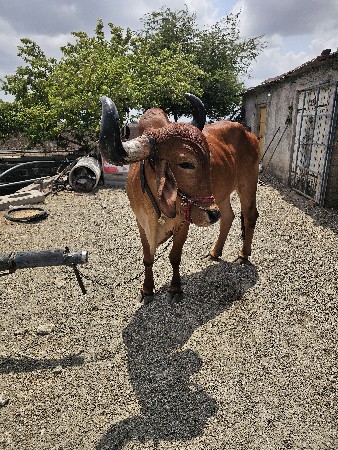 જમણી બાજુ હાલે છે પાંચ વાવણી