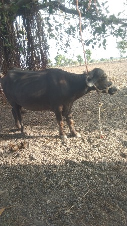 1 વેતરી ખળેલી વેચવાની છે