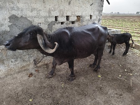 ભેંસ
