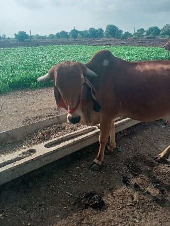 ગાય વેચવાની છે