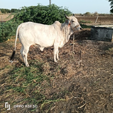 વેચવાની છે સોજીછે