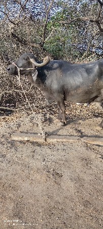 આપે વેચવાની છે