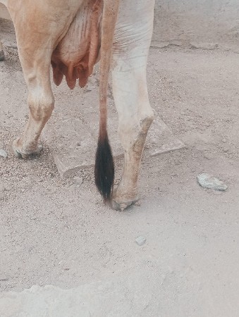 ગાય વેછવાની છે તેજુ વેતર છે