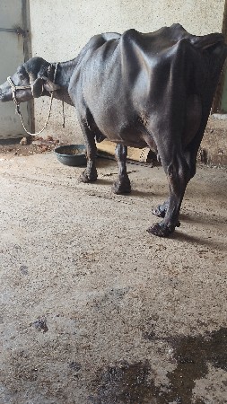 ભેસ વેચવાની છે