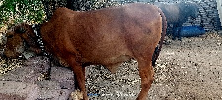 સાટું કરવાનું છે