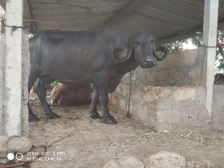 ભેંસ વેચવાની છે