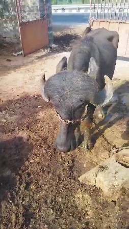 પાડો વેસવાનો છે