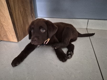 lab puppy vech vanu che