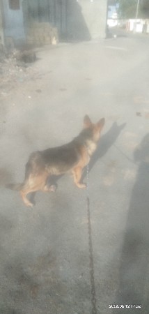 આ ડોગ વેચવાનૂશે