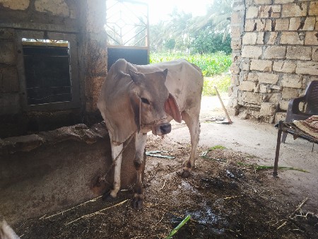 godhala vesavana se
