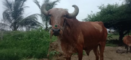 badal