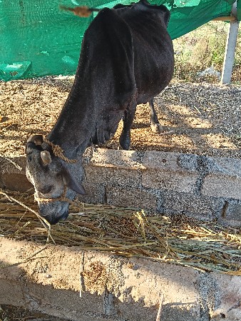 ગાય.આપીદેવાનીછે