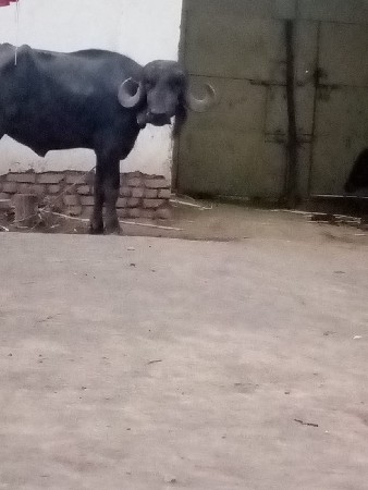 ખડાય ગાભન છે