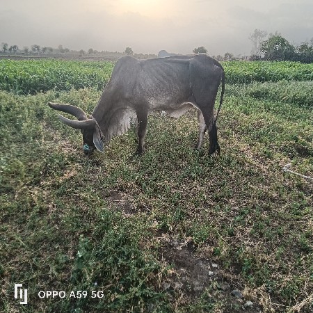 બળદ વેચવાનો છે  3 ઘરનોછે
