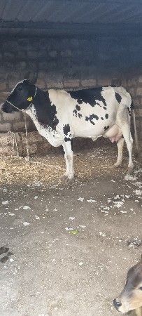 ત્રીજું વેતર