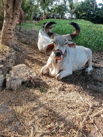 બળદ વેચવાના છે