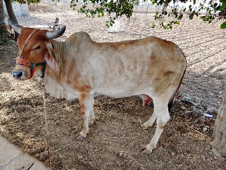 गाय वेसवानी छे