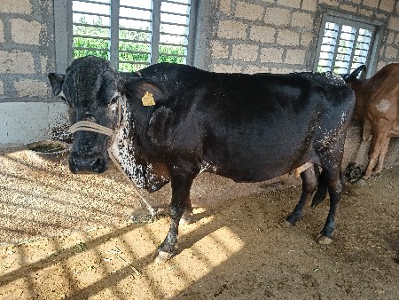ગાય વેચવાની છે