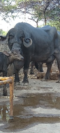 Taluka Jila Porbandar Gaon Mande R