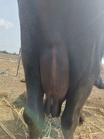 ભેંસ વેચવાની છે