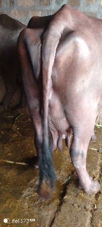 ભેંશ વેસવા ની છે