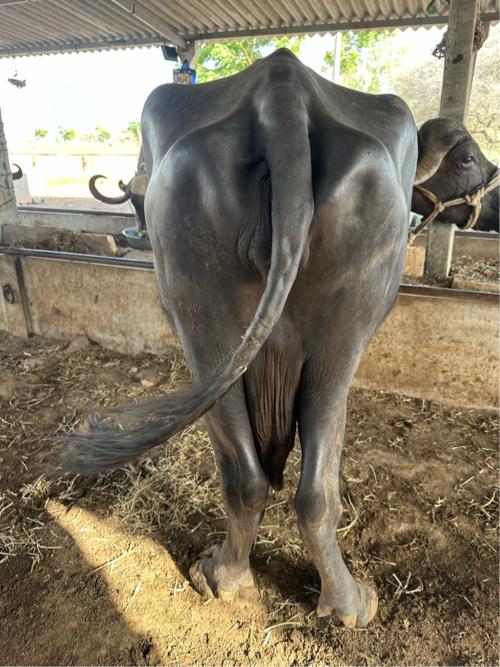 ભેંસ