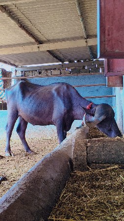 ખળેલી વેચવાની છે