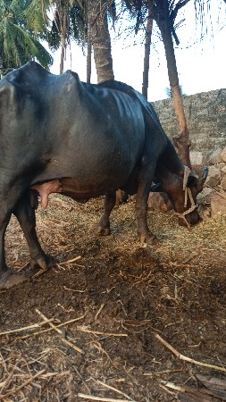 ભેંસ વેચવાની છે ત્રીજું વેતર છે
