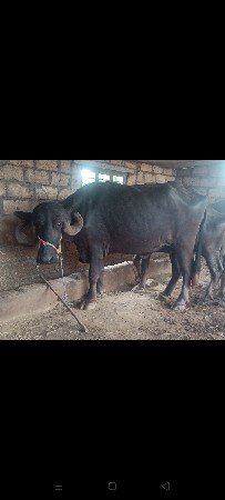 ભેંસ વેચવાની છે