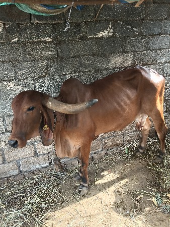 3 વેતર
