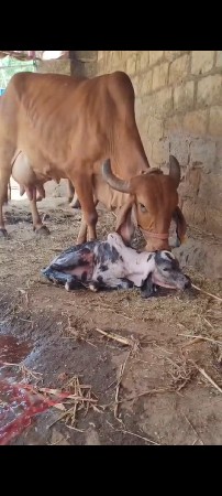 ગીર ગાય વેસવાની છે