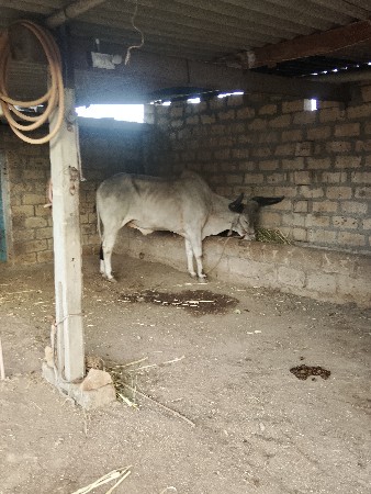 બળદ વેચવાનો છે