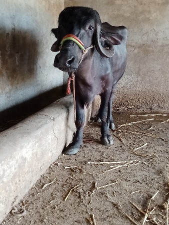 6 દાંત ખડેલી વેચવાની છે