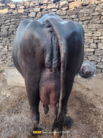 આ ભેંસ વેચવાની છે