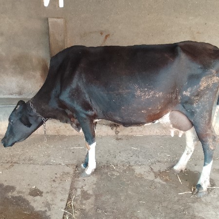2 જરસી ગાય વેચવાની છે