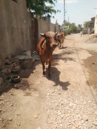 વેચવાનીછે