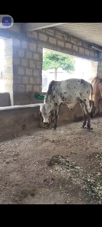વાછડો વેચવાનો છે