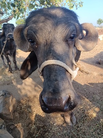 ભેંસ વેચવાની છે તેલુગુ વેતર વ્યાસે