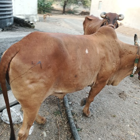 આ ઓળખી વેચવાની છે પેલું વેતર વ્યાસ