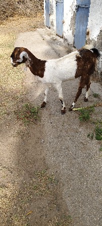 બોળી બકરી