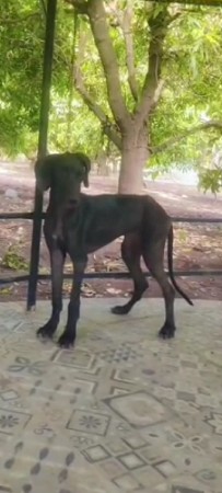 ગ્રેટ ડેન ફિમેલ