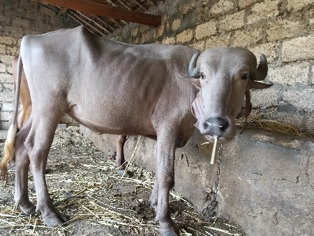 બની નસલની પાડી ત્રણ વર્ષની
