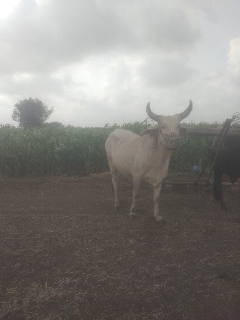 બળદ વેચવા નો છે