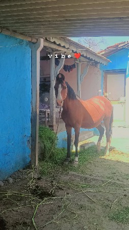 આ ઘોડી વેચવાની છે